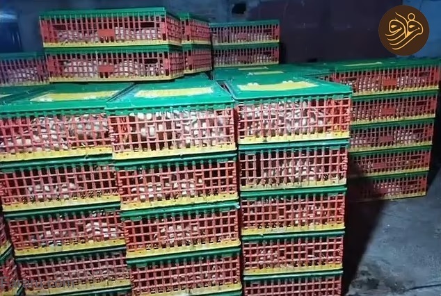 عکس | دستگیری عروس خانم در روز عروسی عکس | دستگیری عروس خانم در روز عروسی