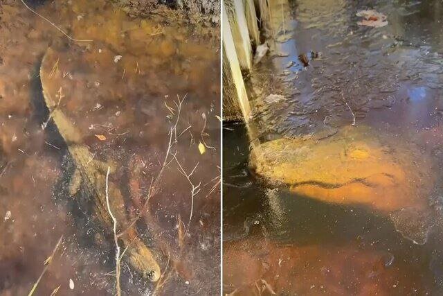 عکس | تمساحهایی که یخ میزنند ولی زنده میمانند عکس | تمساحهایی که یخ میزنند ولی زنده میمانند