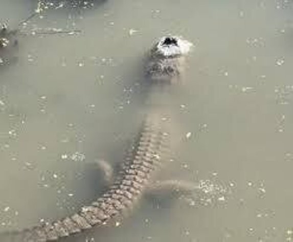 عکس | تمساحهایی که یخ میزنند ولی زنده میمانند عکس | تمساحهایی که یخ میزنند ولی زنده میمانند