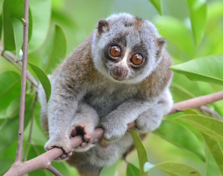 ۱۱ باور اشتباه درباره حیوانات که از کودکی در ذهن شما نشسته است