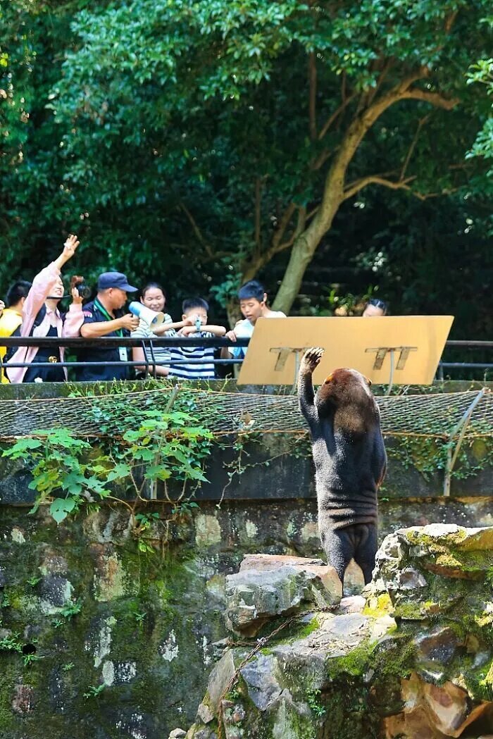 رفتار عجیب خرسهای انسان نما در باغ وحش! رفتار عجیب خرسهای انسان نما در باغ وحش!