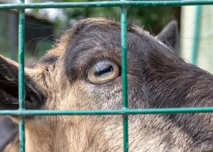 عکس | حیوانی با مردمک جشم مستطیلی