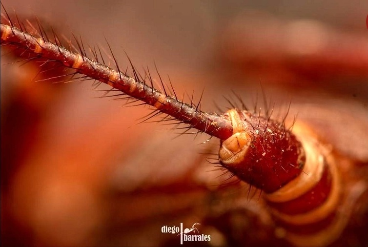 مراقب این حشرۀ ترسناک با دم اسیدی باشید