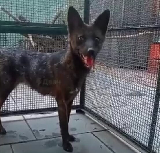 عکس | عجیب‌ترین حیوان از آمیزش سگ و روباه در برزیل