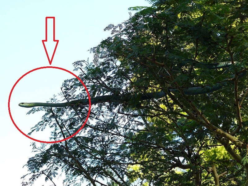 مرگ دانشمند مشهور با نیش یک مار کوچک ولی مرگبار