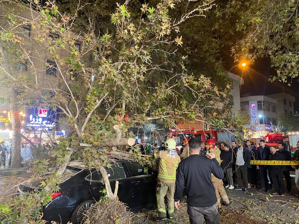 عکس | سقوط یک درخت حادثه آفرین شد