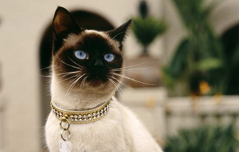 عکس | گربه عجیبی که رنگ عوض میکند! عکس | گربه عجیبی که رنگ عوض میکند!