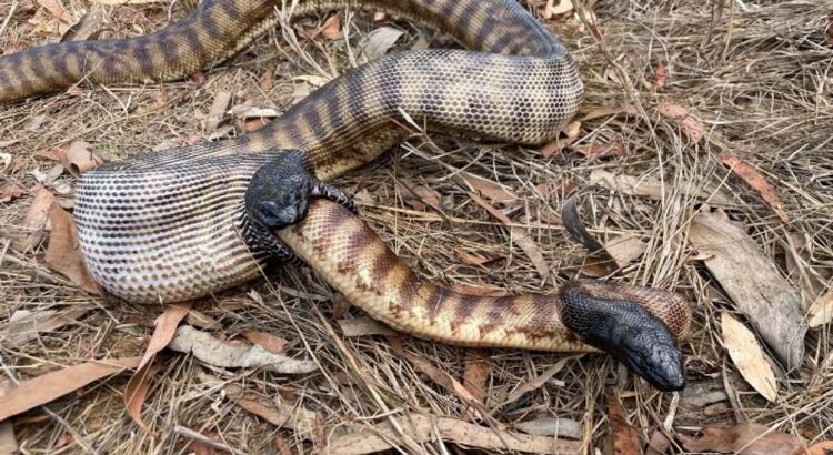 عکس | ماری که از دهان مار پیتون بیرون آمده