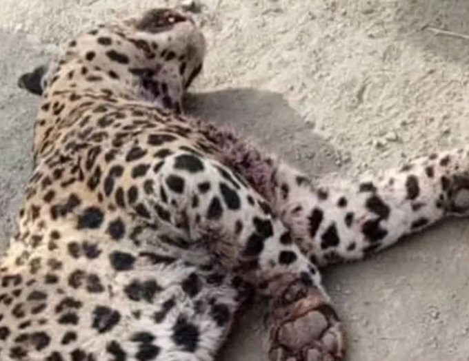 عکس | کشته شدن پلنگ ایرانی با تیر نیرو‌های طالبان