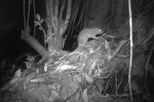 عکس | موش غول‌پیکر در تله عکاسان افتاد! | حرف مردم بومی تا قبل از این قابل باور نبود