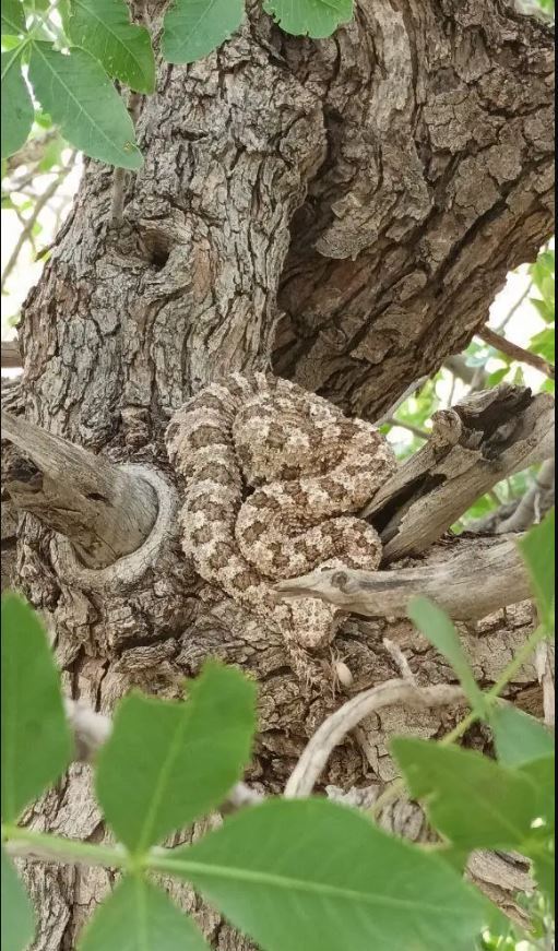 عکس | استتار بی‌نظیر یک افعی روی تنه درخت در دهلران