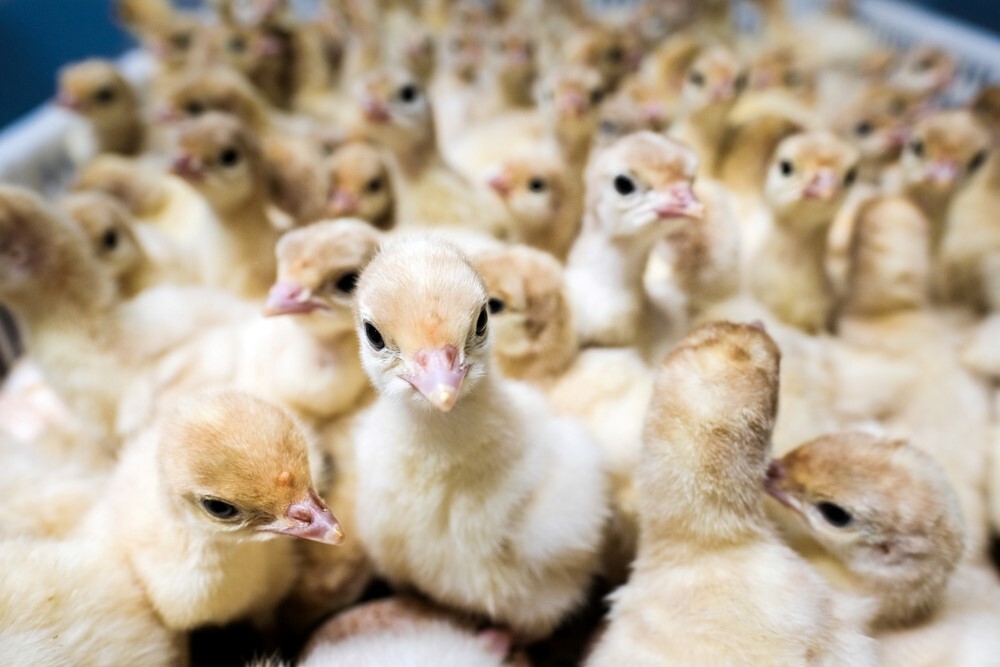 دان بوقلمون برای رشد دان بوقلمون برای رشد