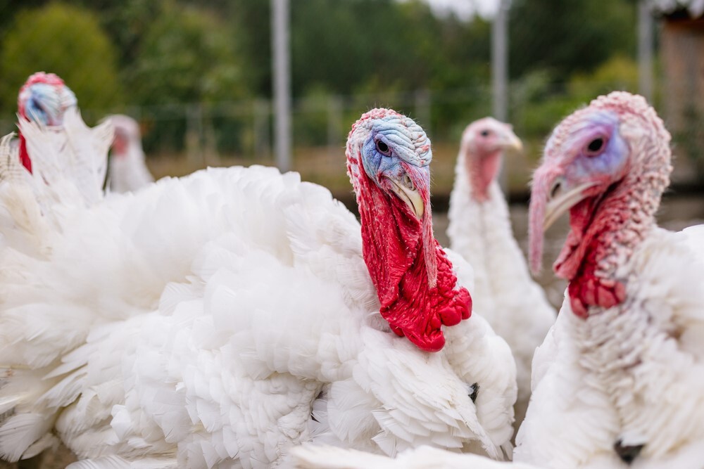 دان بوقلمون پرواری دان بوقلمون پرواری