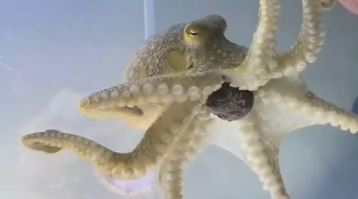 عکس | خرید هشتپا برای پسربچه، دردسرهای زیادی برای خانواده اش به وجود آورد! عکس | خرید هشتپا برای پسربچه، دردسرهای زیادی برای خانواده اش به وجود آورد!