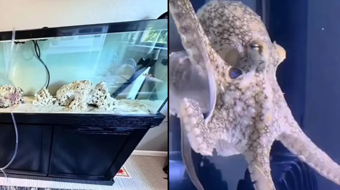 عکس | خرید هشتپا برای پسربچه، دردسرهای زیادی برای خانواده اش به وجود آورد! عکس | خرید هشتپا برای پسربچه، دردسرهای زیادی برای خانواده اش به وجود آورد!