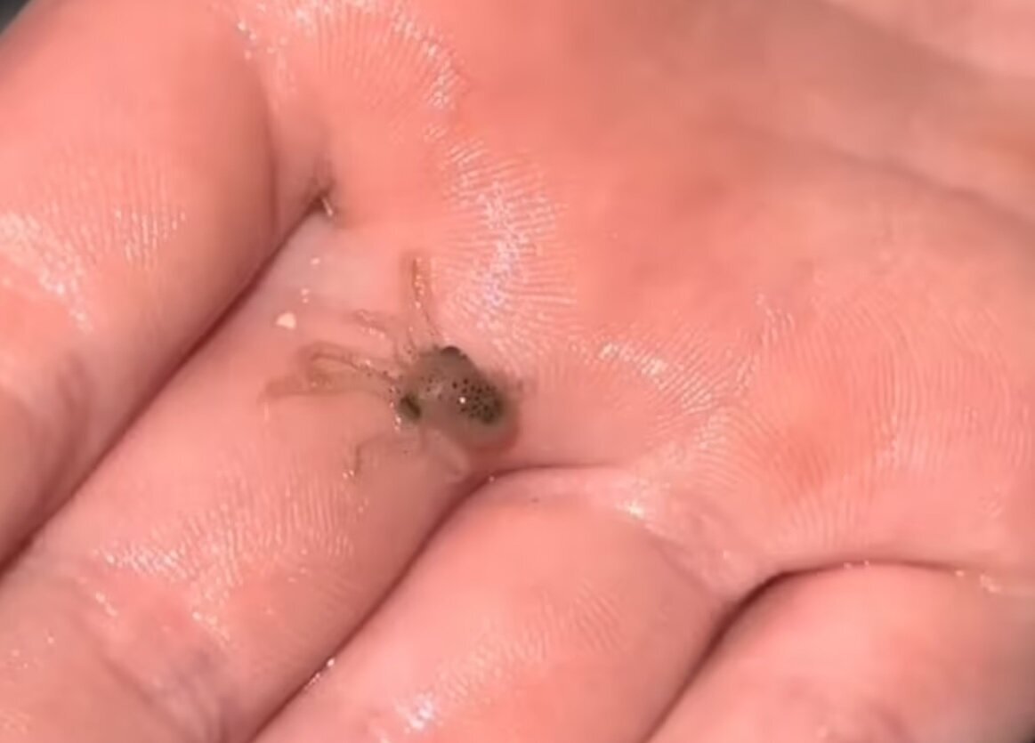 عکس | خرید هشتپا برای پسربچه، دردسرهای زیادی برای خانواده اش به وجود آورد! عکس | خرید هشتپا برای پسربچه، دردسرهای زیادی برای خانواده اش به وجود آورد!