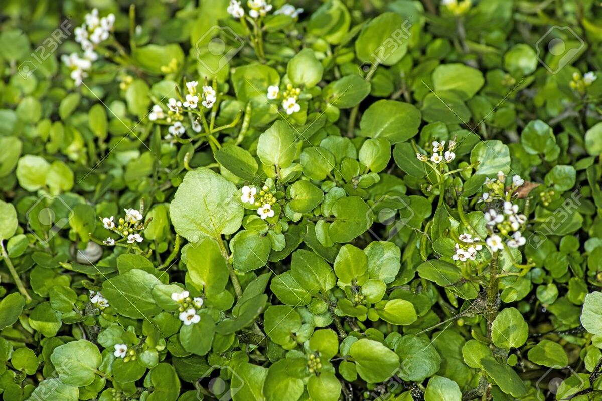 خاصیت ضد سرطانی آب تره