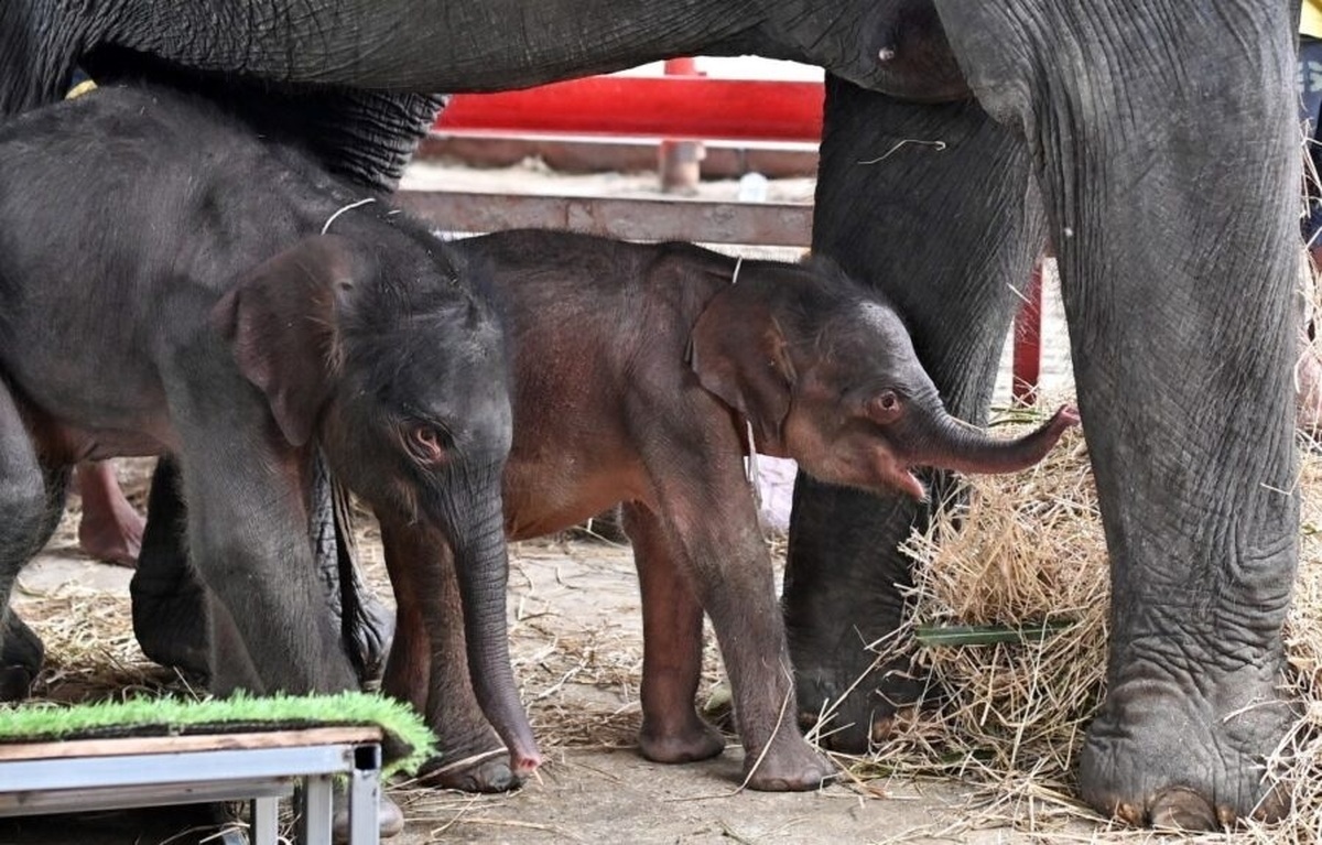 ویدیو | فیل مادر پس از دوقلوزایی دیوانه شد!
