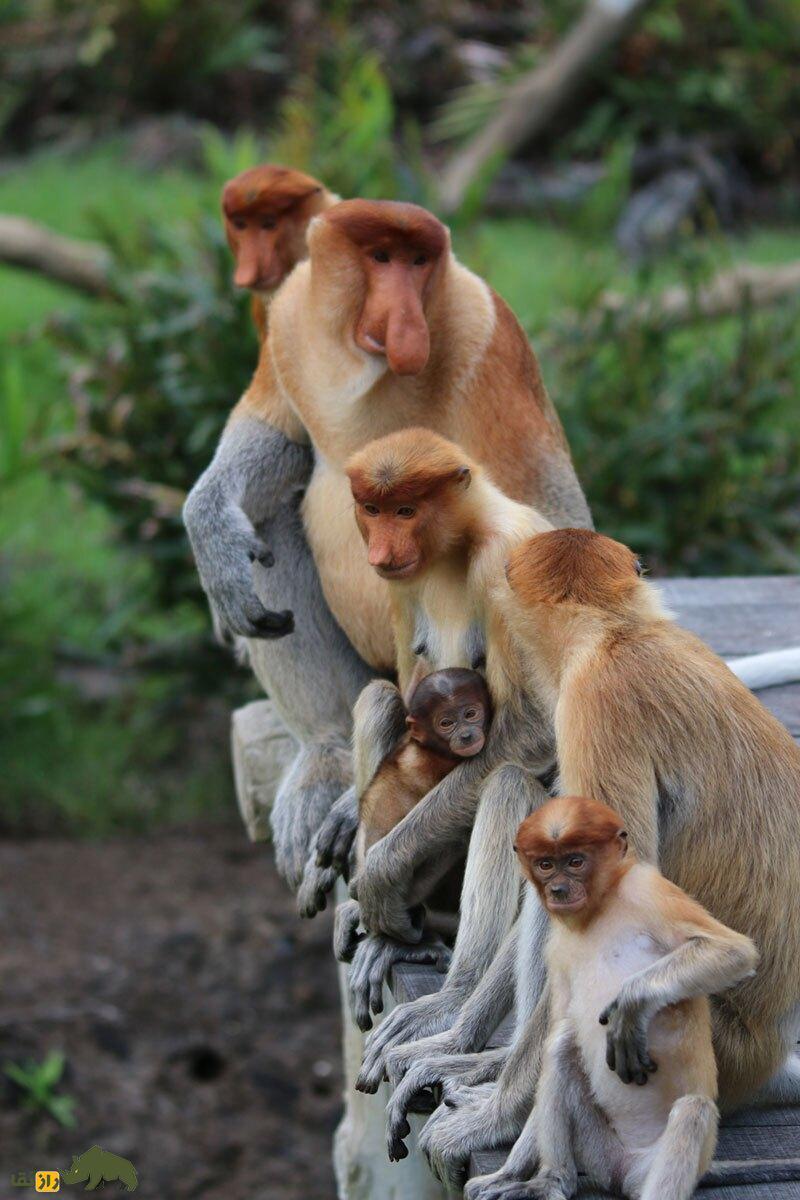 عکس | این میمون‌ها با بینی بزرگ، جذابیت جنسی‌شان را تبلیغ می‌کنند!