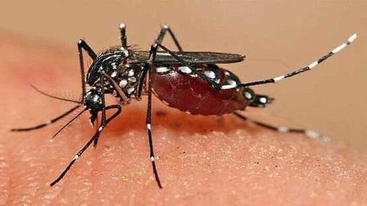 لیست ۷ استان پرخطر پشه‌های آلوده
