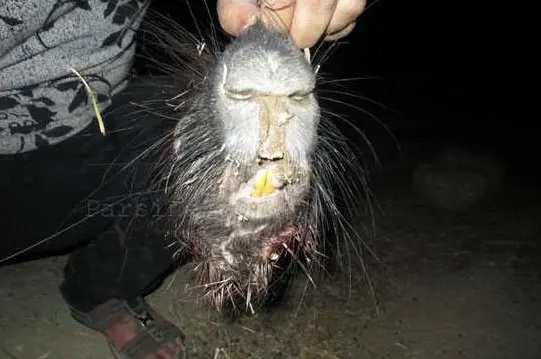 عکس | یک موجود وحشتناک و ترسناک در مسجد سلیمان کشف شد! جن | یا حیوان خاص؟!