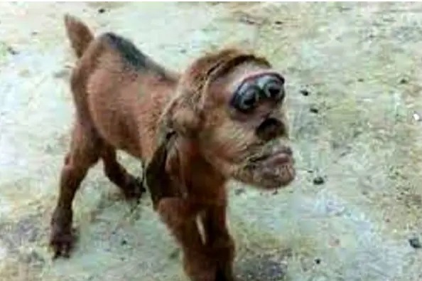 عکس | این موجود عجیب بالاخره حیوان است یا انسان؟!