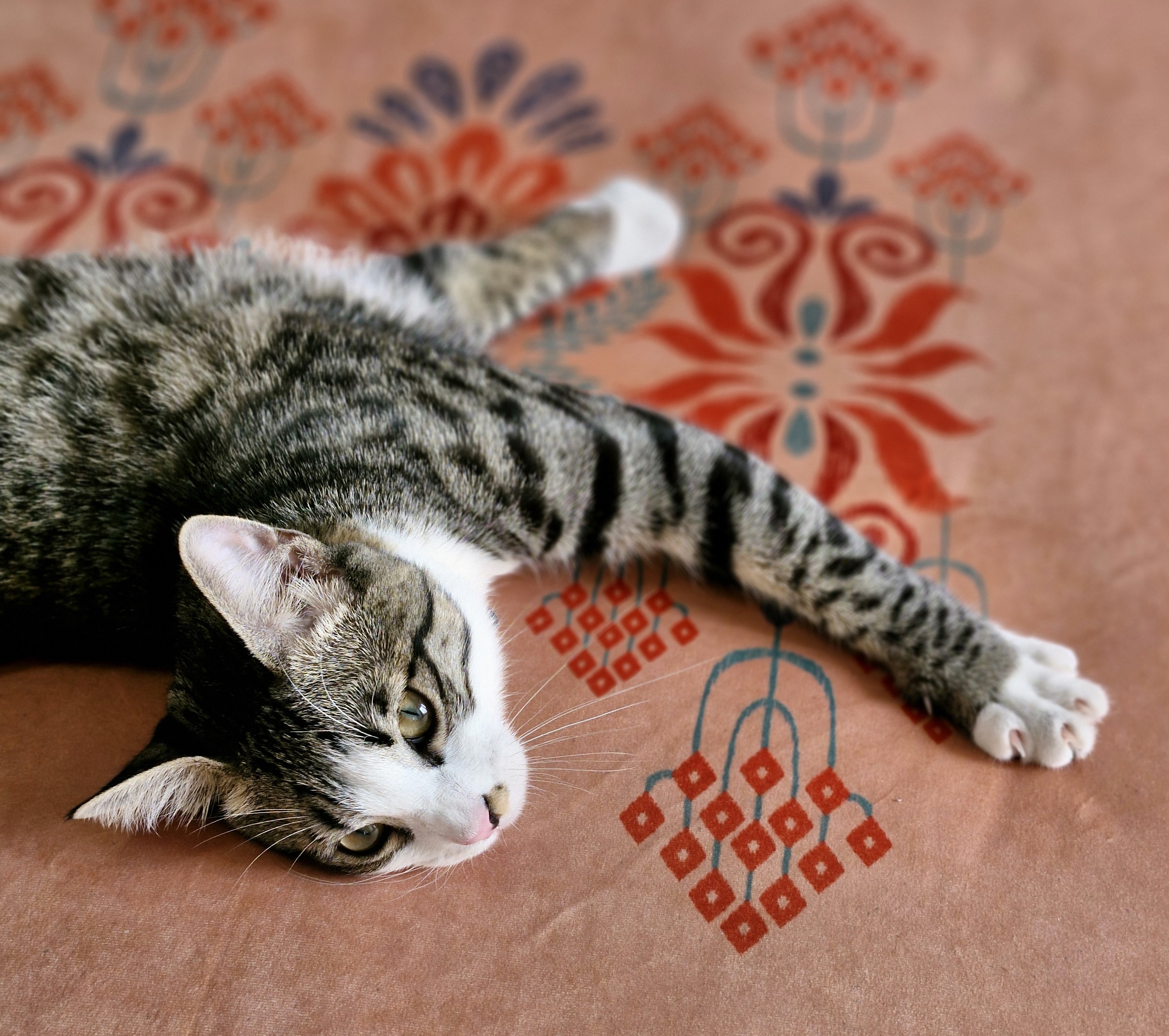 تنوش، برندهای محبوب و باکیفیت را دور هم جمع می کند تنوش، برندهای محبوب و باکیفیت را دور هم جمع می کند