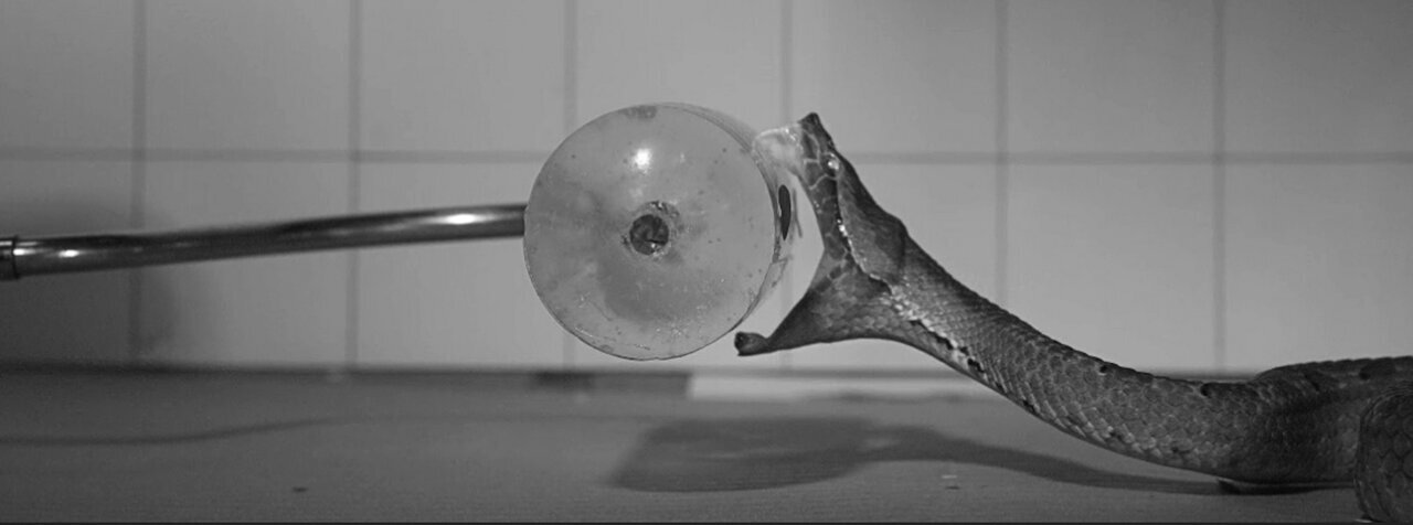 استفاده از فناوری برای نمایش نحوه نیش زدن مار‌ها