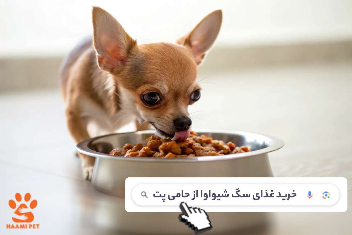 غذای سگ شیواوا چی بدیم؟ پیشنهاد پت شاپ حامی پت